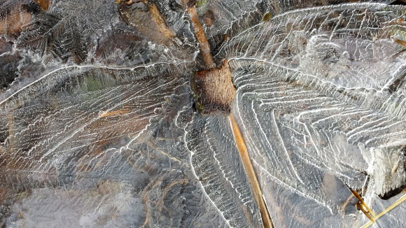 wp51 ice dragonfly 2015-01-19