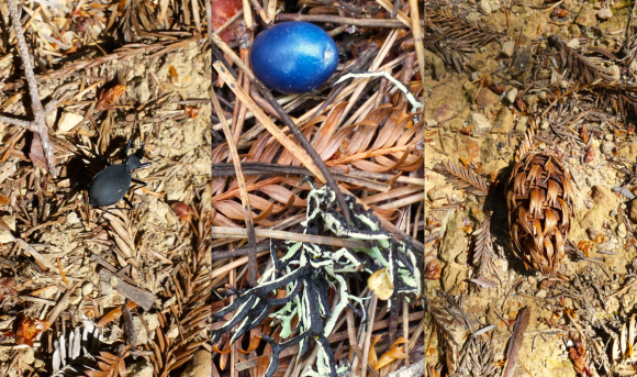 wp71 beetle, blue berry, pine cone