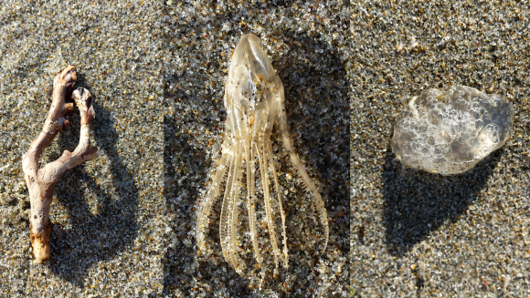 wp94-3-twig-feather-star-jellyfish