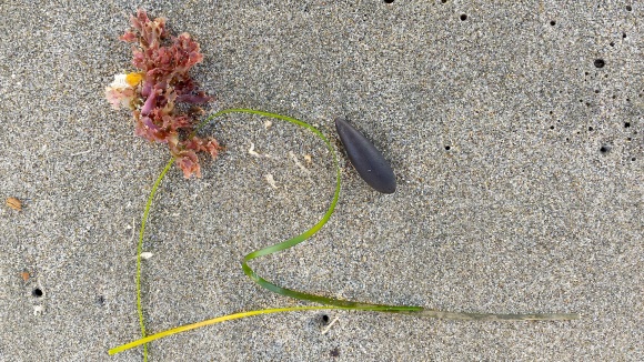 wp94-pod-grass-seaweed-2016-12-03