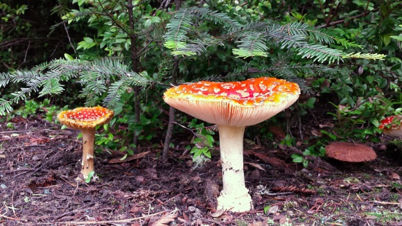 wp95-red-mushrooms