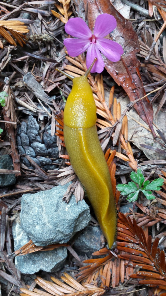 wp96-slug-w-flower-2016-10-11
