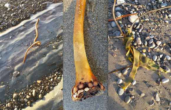 wp98-3-curled-kelp