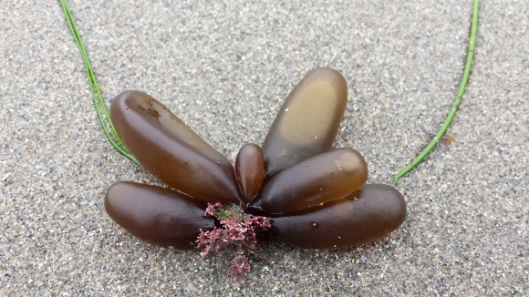 wp131 bowtie seaweed