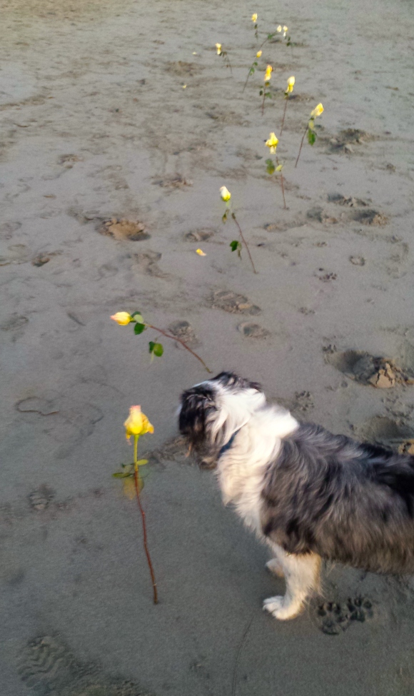 wp144 dog w roses