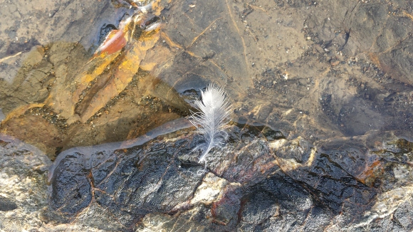 wp147 feather on rock