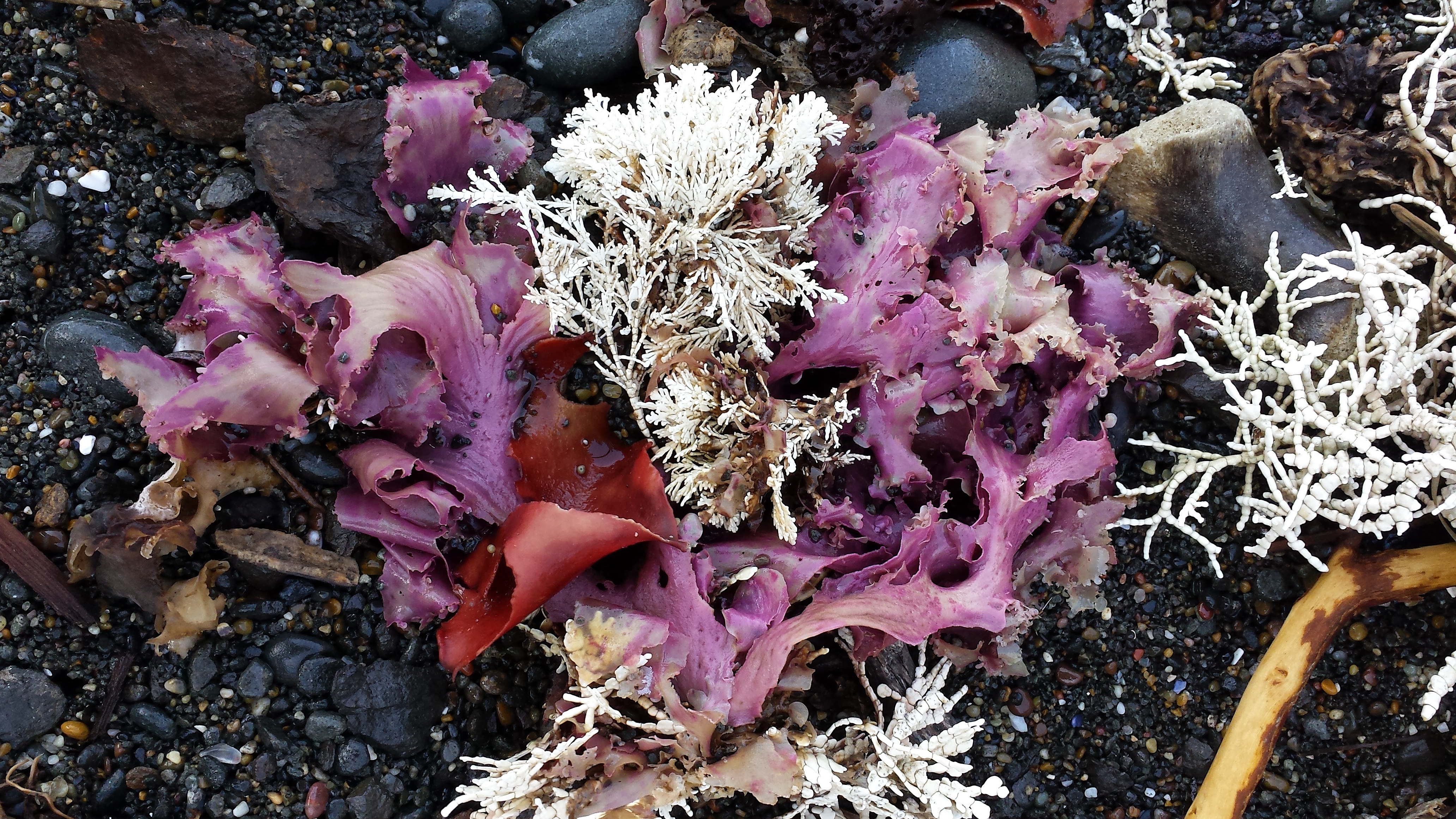 wp155 purple seaweed