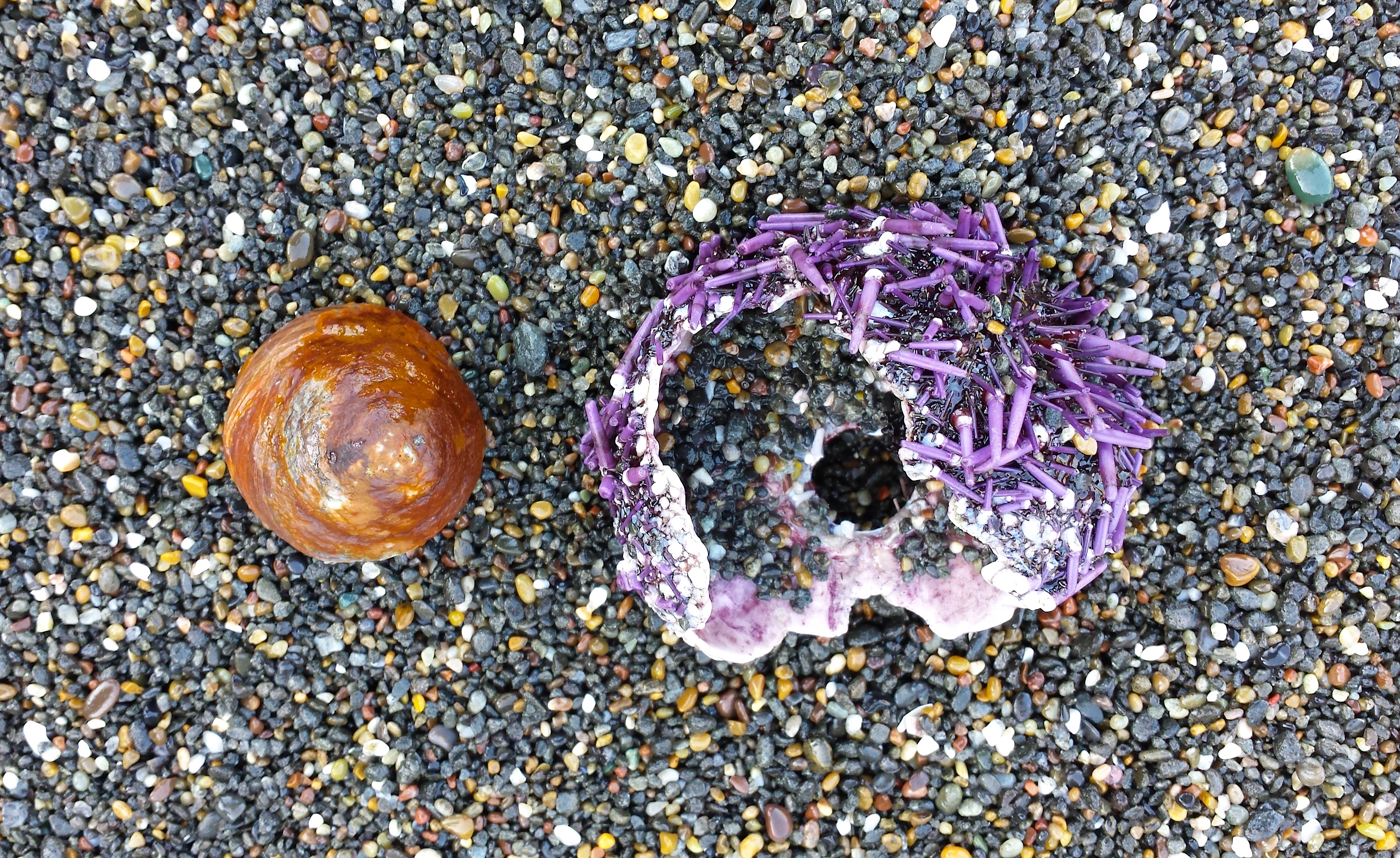 wp155 snail, urchin