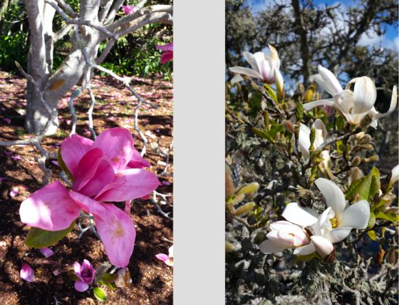 wp161 2 magnolias