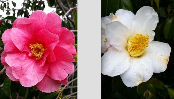 wp165 2 camellias