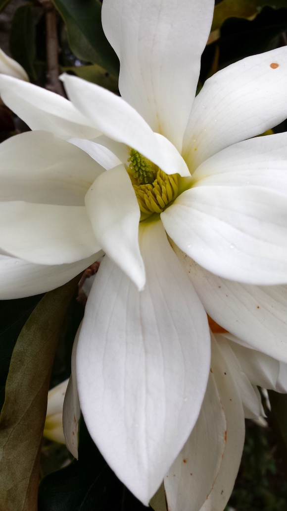 wp165 white magnolia