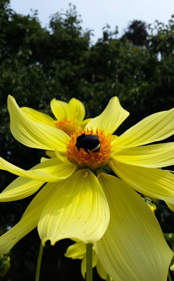 wp184 bee on yellow dahlia