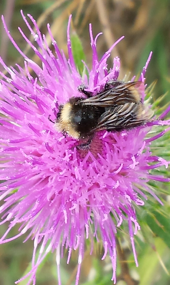 wp185 bee on thistle