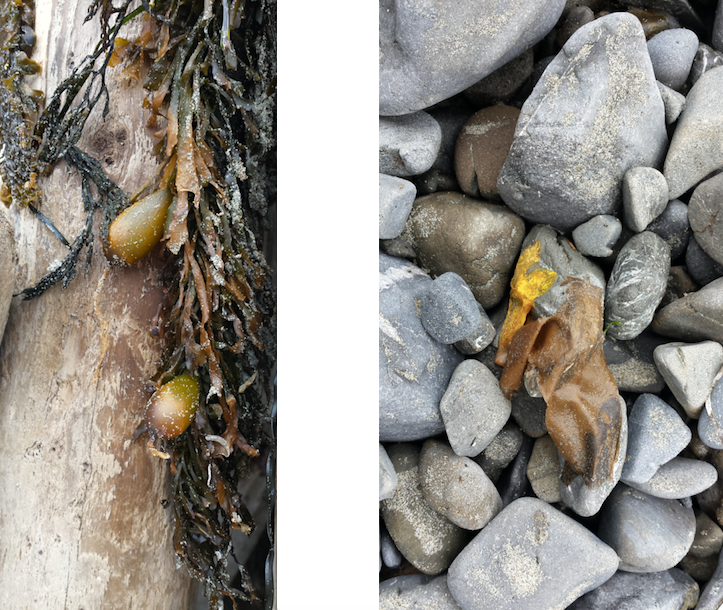 wp188 2 kelp, flower pasted on rock