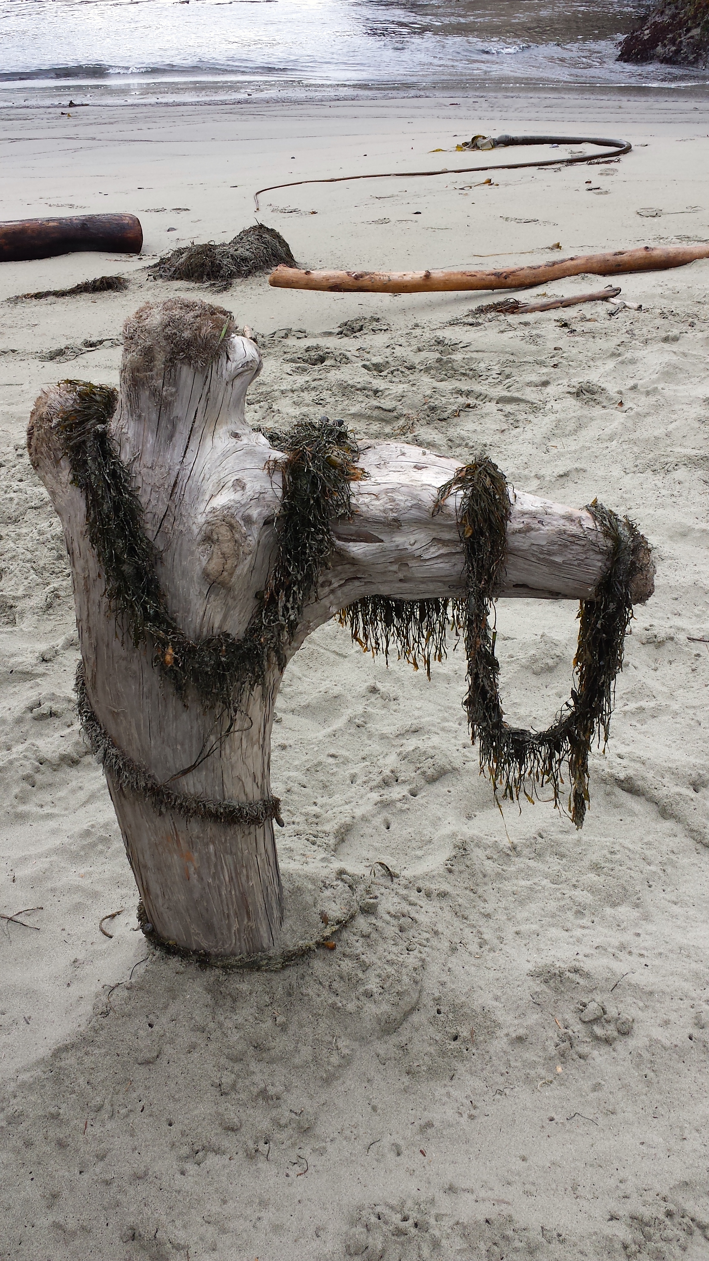wp188 stump w seaweed scarf
