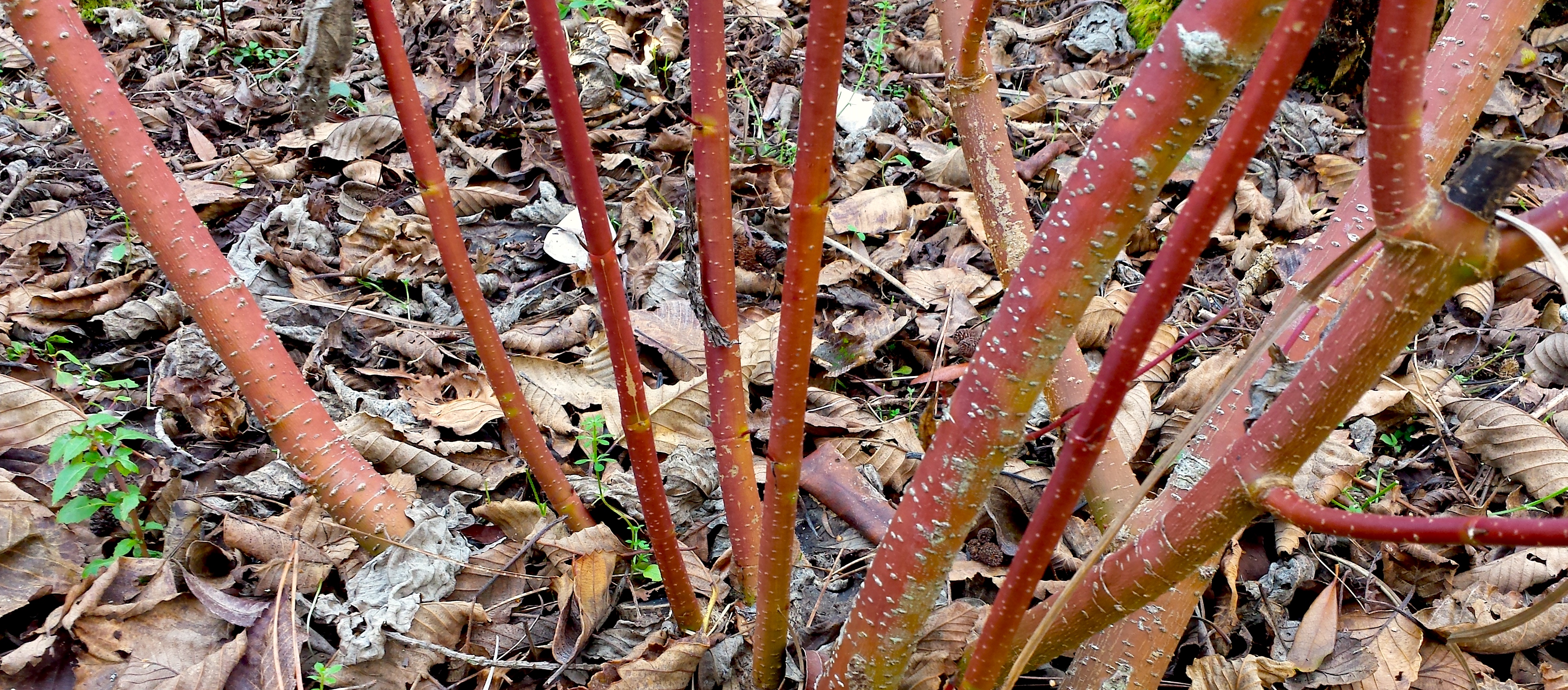 wp203 red twigs