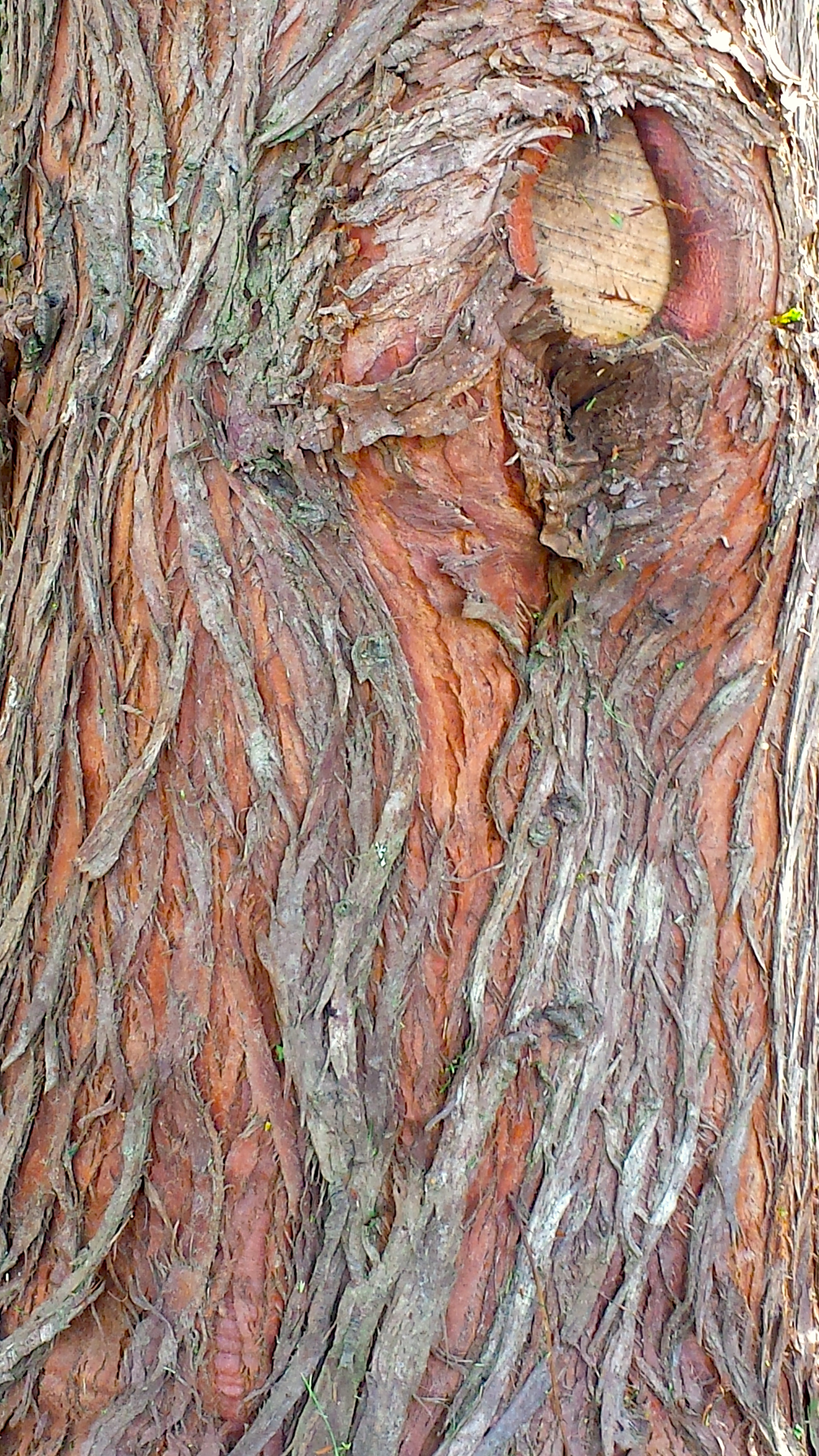 wp203 veiny red trunk