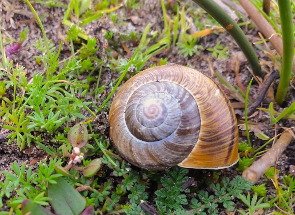 wp212 snail shell