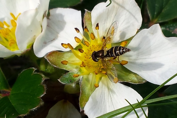 wp212 strawberry flower w bee mimic