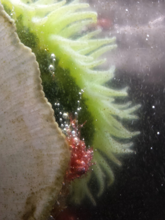 wp220 sea anemone lime 20190502_135935