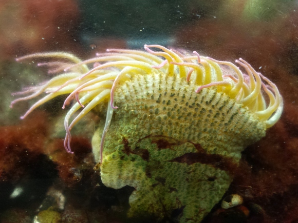 wp220 sea anemone yellow 20190502_135946