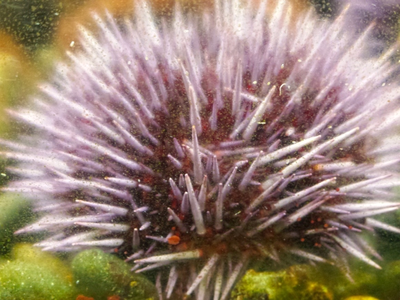 wp220 sea urchin 20190502_135955