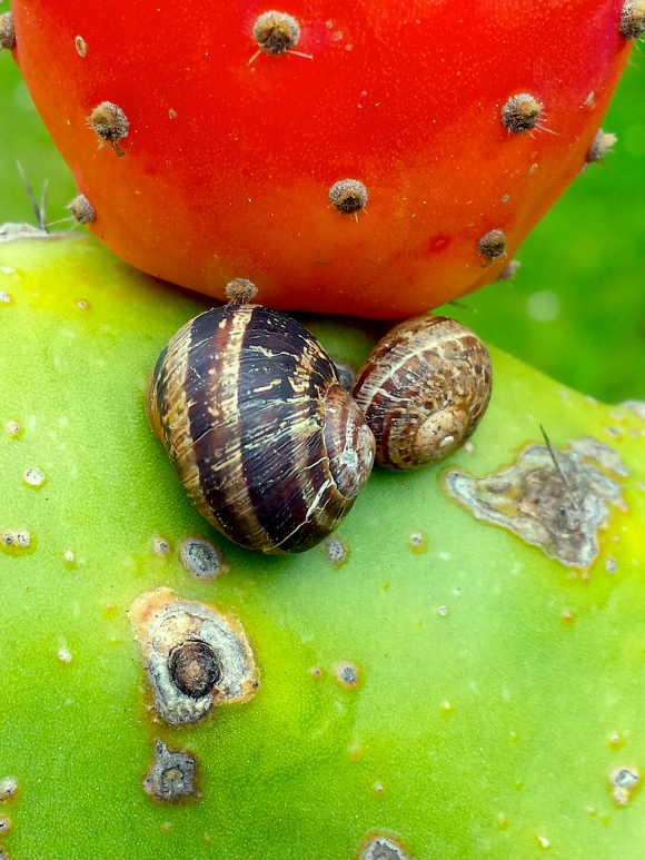 wp224 snails on cactus 20190508_153950