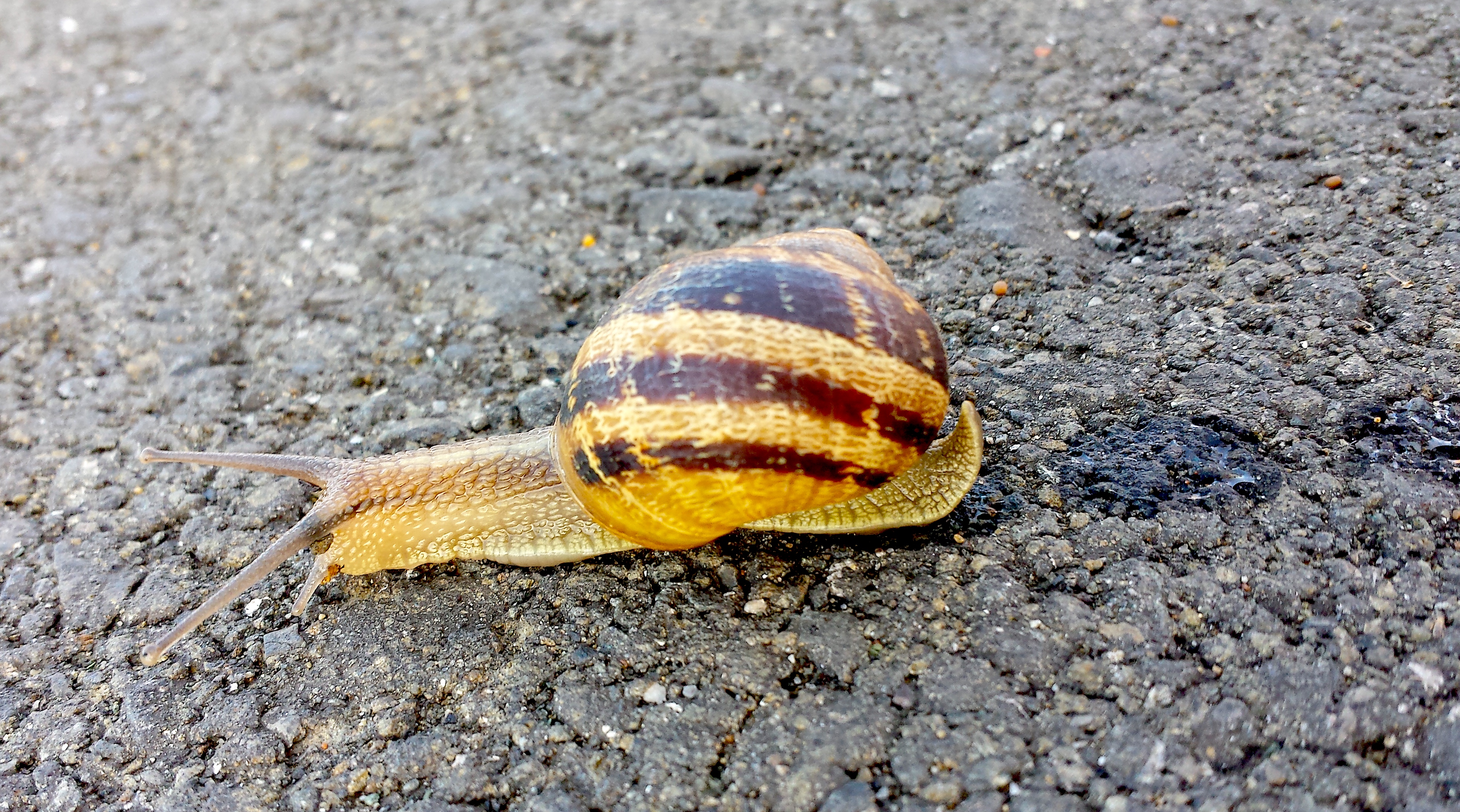 wp240 snail4 20190916_104011