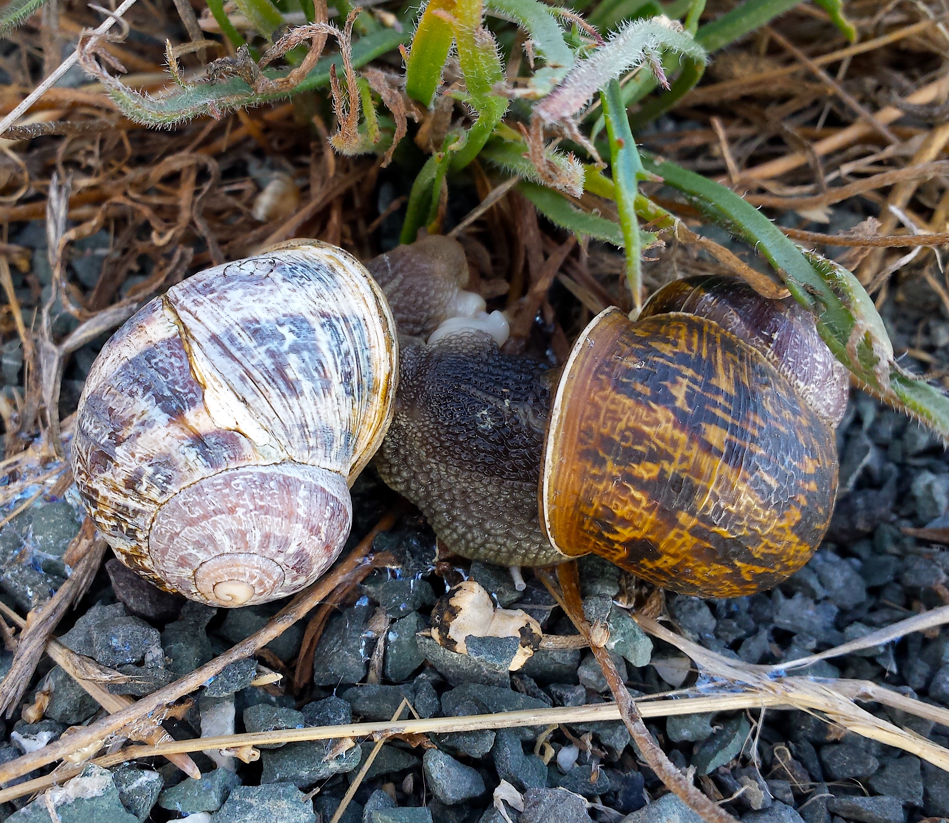 wp240 snails in love 20190916_105712
