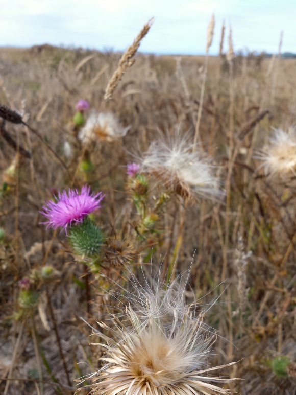 wp241 thistle w seeds