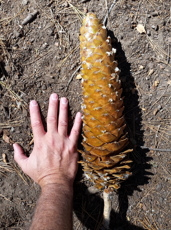 wp243 pine cone w hand 20191003_115528
