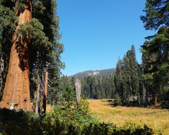 wp243 rob w sequoia, field 20191003_124352