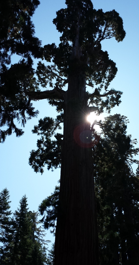 wp243 sequoia silhouette 20191004_115828