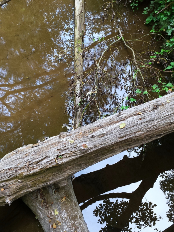 wp246 10 crossed trunks in river 20190915