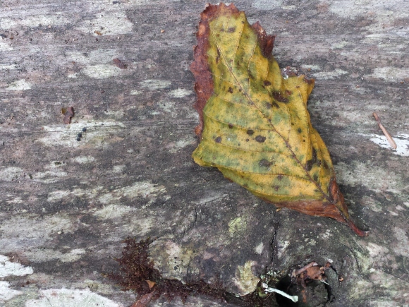 wp246 2 leaf w lichen soldier 20190915