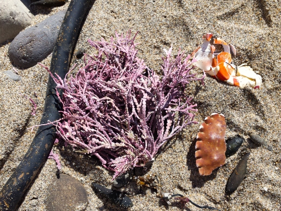 wp262 06 BBB seaweed crab comp 20200214