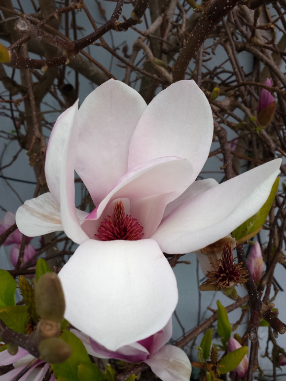 wp265 04 20200305 magnolia 4