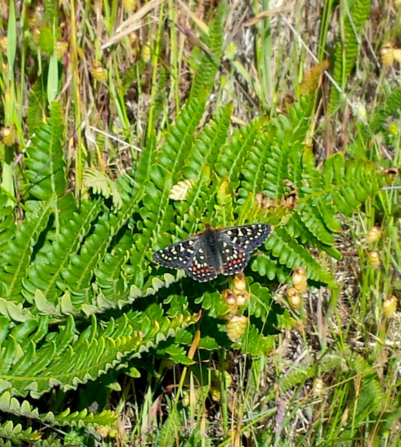 wp278 04 black butterfly 20200602
