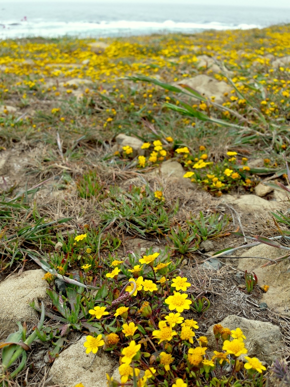 wp283 08 yellow flowers w rocks 20200508