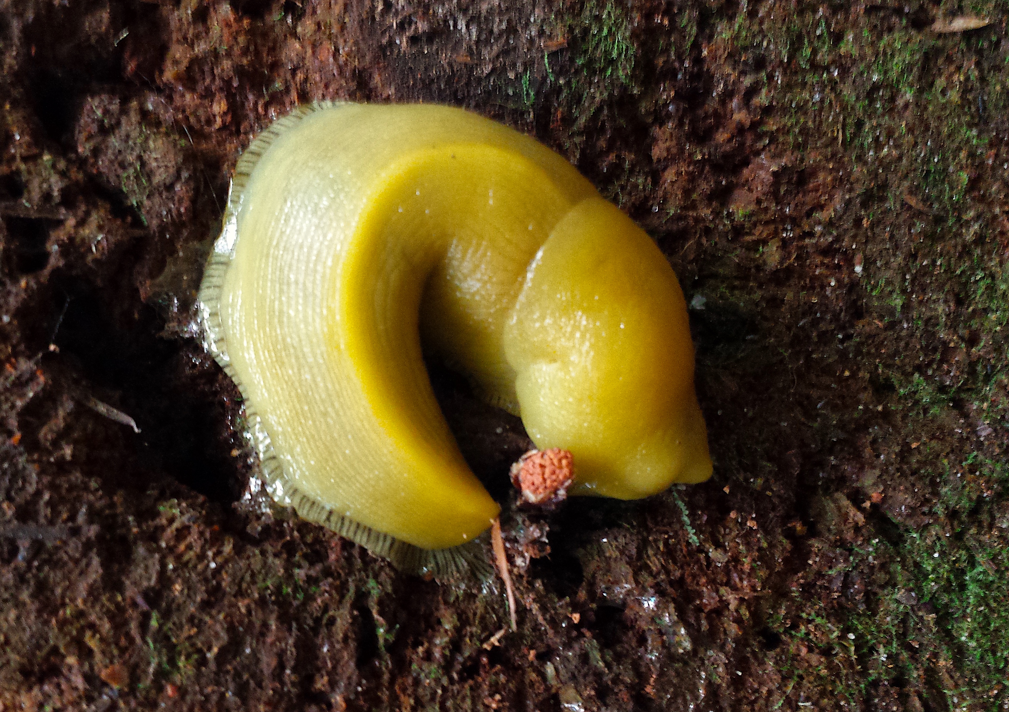 wp285 03 curled banana slug 20200613