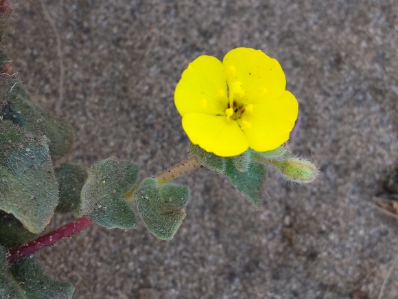 wp287 03 yellow flower on gray 20200713