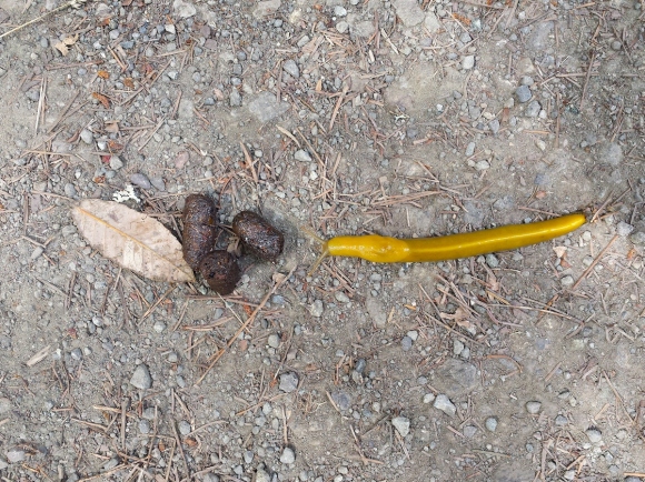wp289 01 slug, poop, leaf 20200724 72