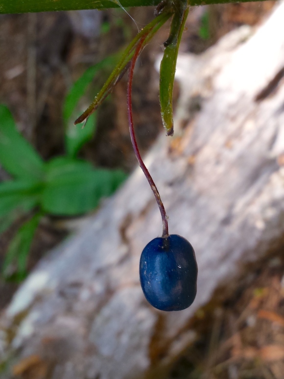 wp289 04 blue c-lily berry 20200724 72