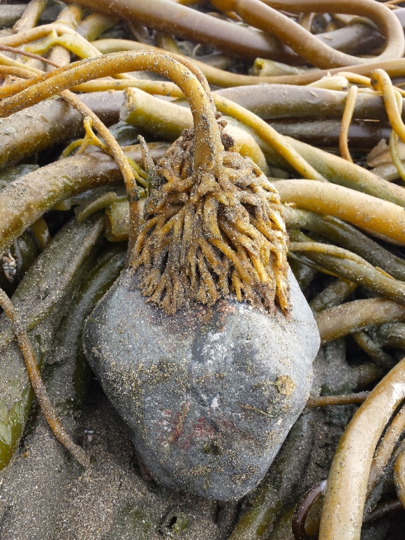 wp301 01 kelp roots heart rock 20201005 1200