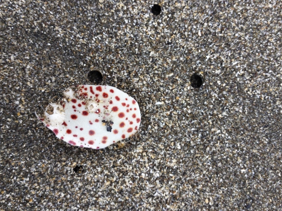 wp301 06 red dots, barnacles 20201005 1200