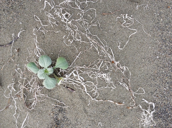 wp301 11 plant w white string roots 20201005 1200