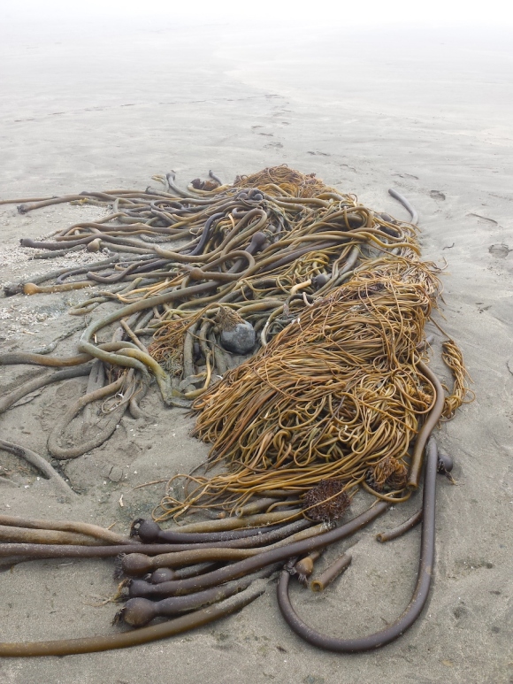 wp302 12 20201005 kelp tangle in fog copy