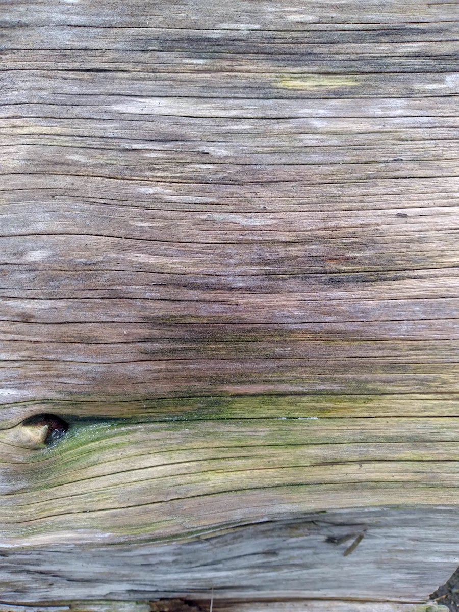 wp308 06 wood trunk patterns9 20210102 1200