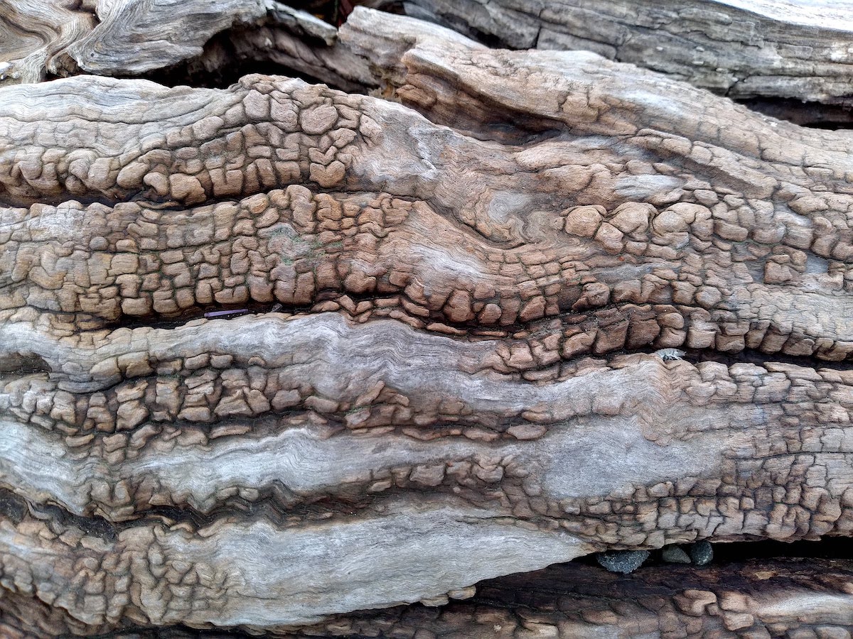wp308 09 wood trunk patterns3 20210102 1200