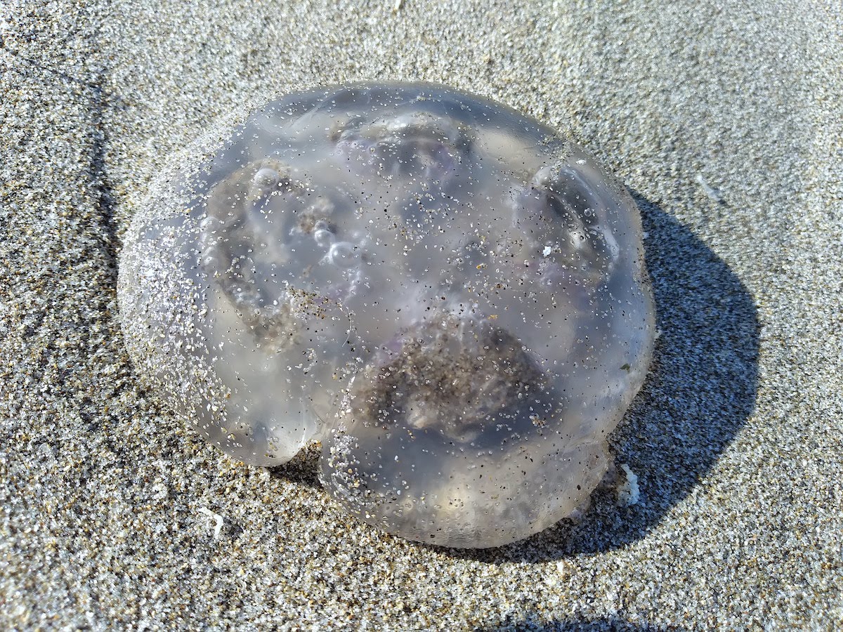 wp309 09 jellyfish near whale snot 20210118 1200